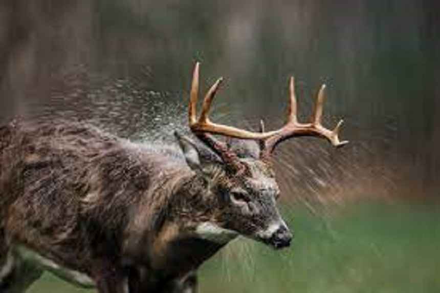 Do Elk Move in the Rain? • Support Wild