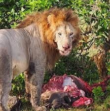 Do Lions Eat Jackals?