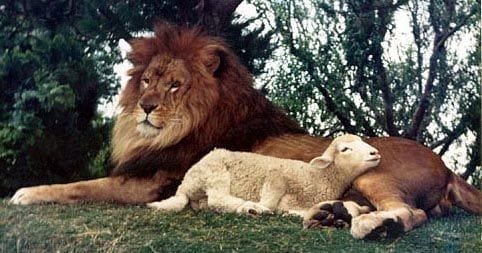 Do Lions Eat Sheep?