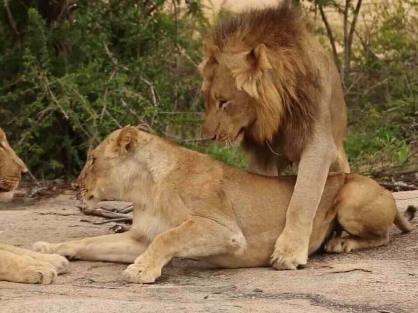 Do Lions Mate With Their Siblings?