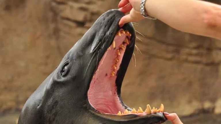 Do Sea Lions Have Teeth?