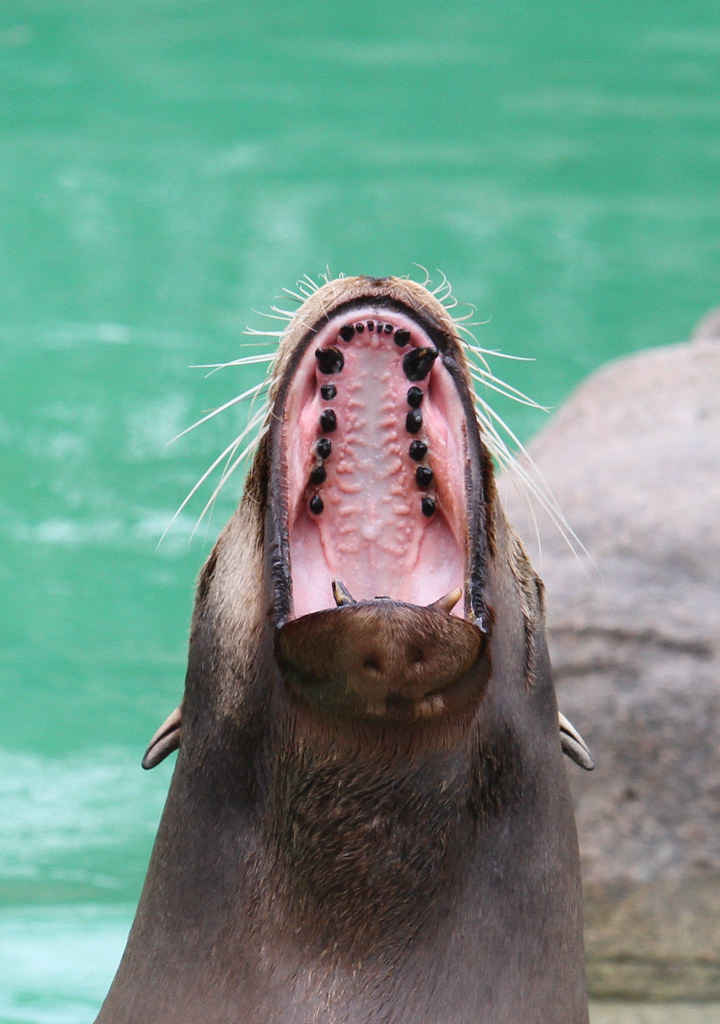 Do Sea Lions Have Teeth?