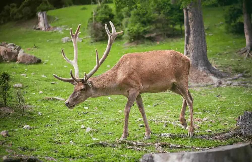 Do Squirrels Scare Deer? • Support Wild