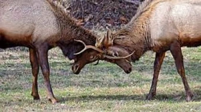 Do deer and elk get along?