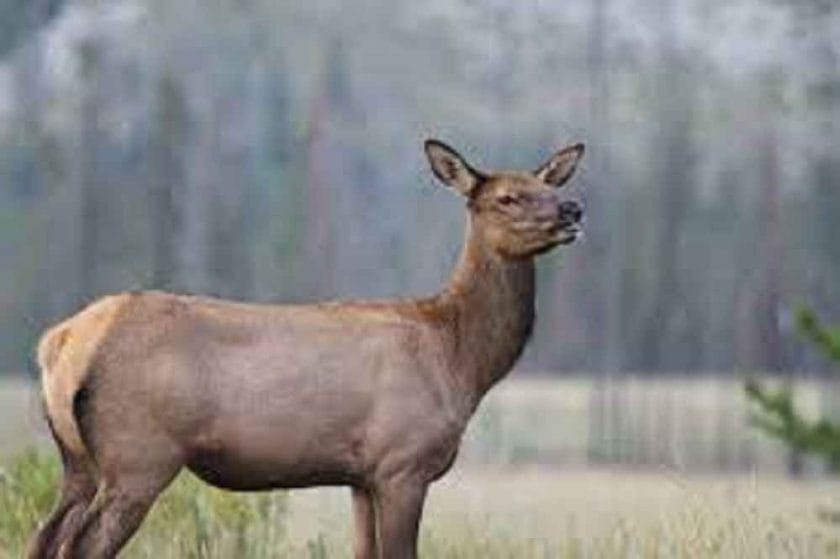 Do female elk bugle?