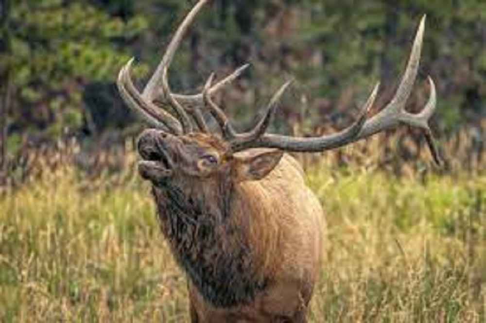 Do female elk bugle?