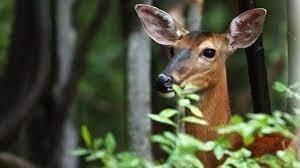 Does Deer Eat Cosmos?