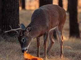 Do Deer Eat Mushrooms?
