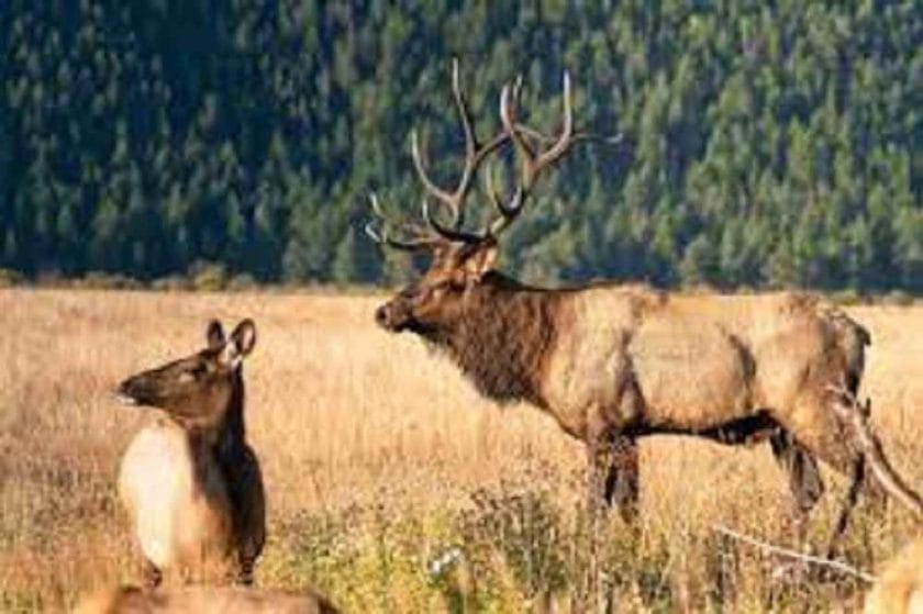 How Far Can Elk See?