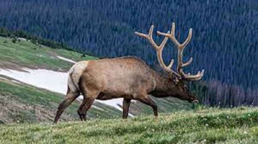 How Fast Do Elk Run?