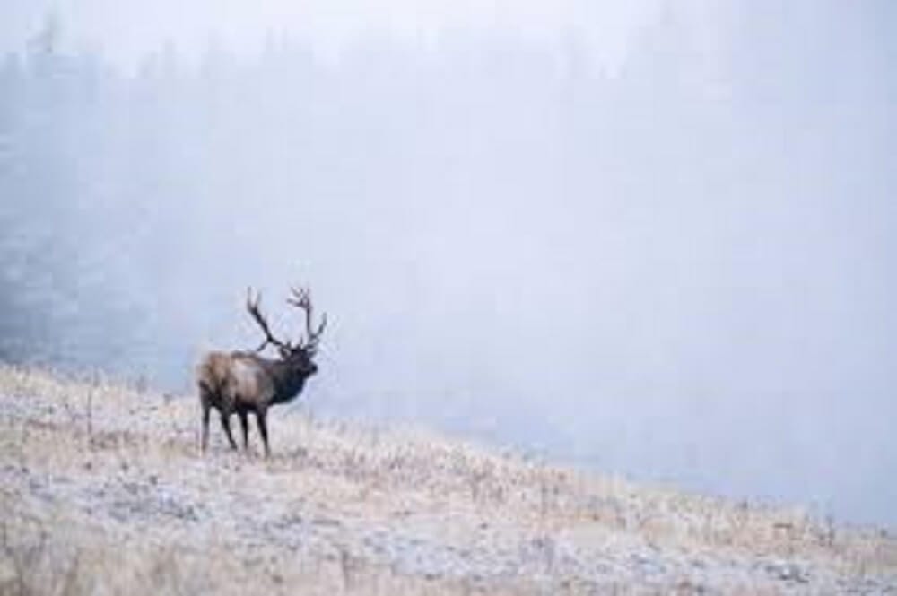 How Fast Do Elk Run? • Support Wild