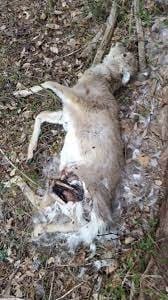 How Long Does it Take For A Deer to Decompose?