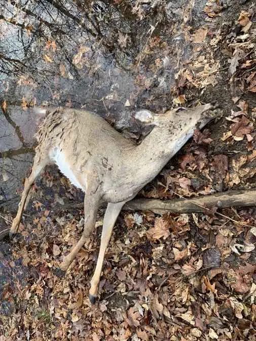How Long Does it Take For A Deer to Decompose?