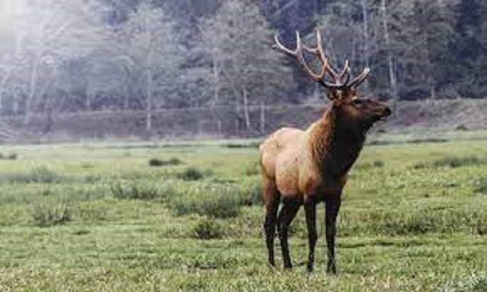 How Many Elk Per Acre? • Support Wild