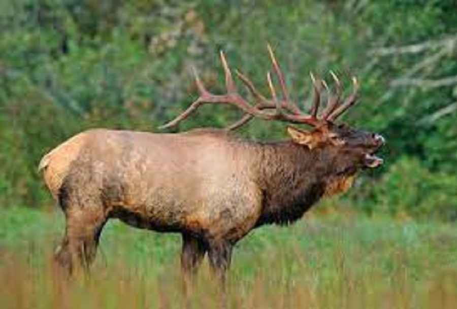 How Many Elk Per Acre?