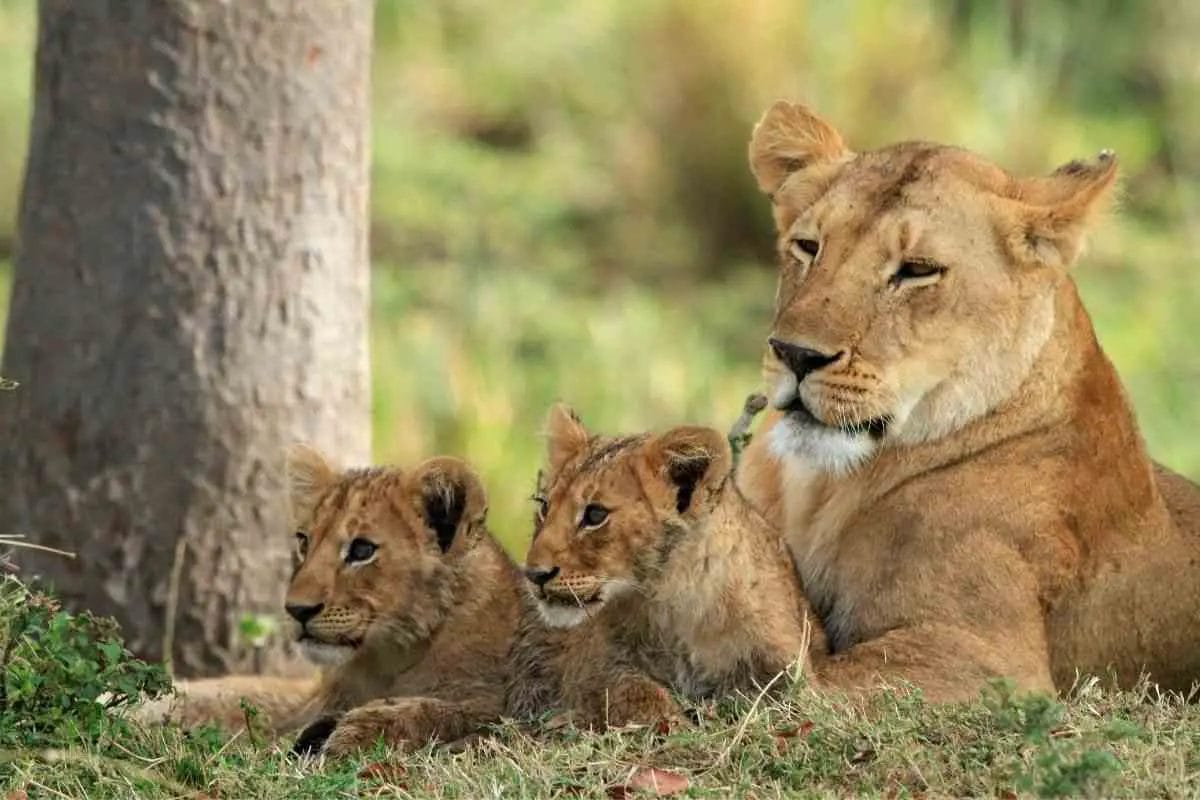 How Many Month is a Lion Pregnant? • Support Wild