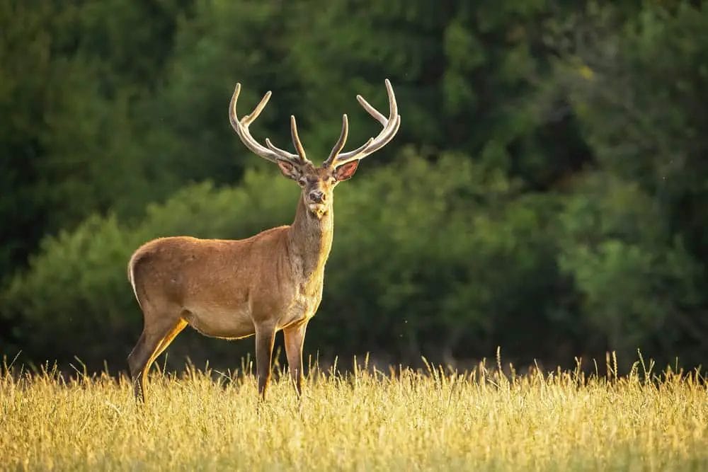 How Much Does it Cost to Butcher a Deer? • Support Wild