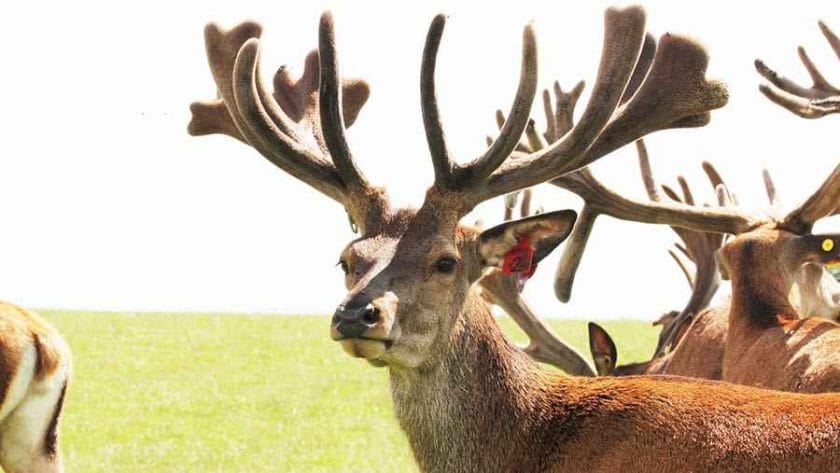 How Much Does it Cost to Butcher a Deer?