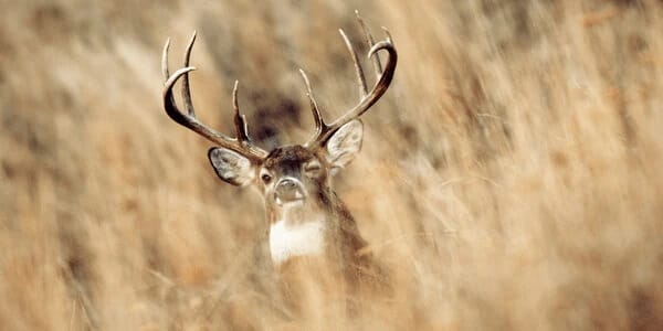 How Much Wind is Too Much for Deer Hunting?