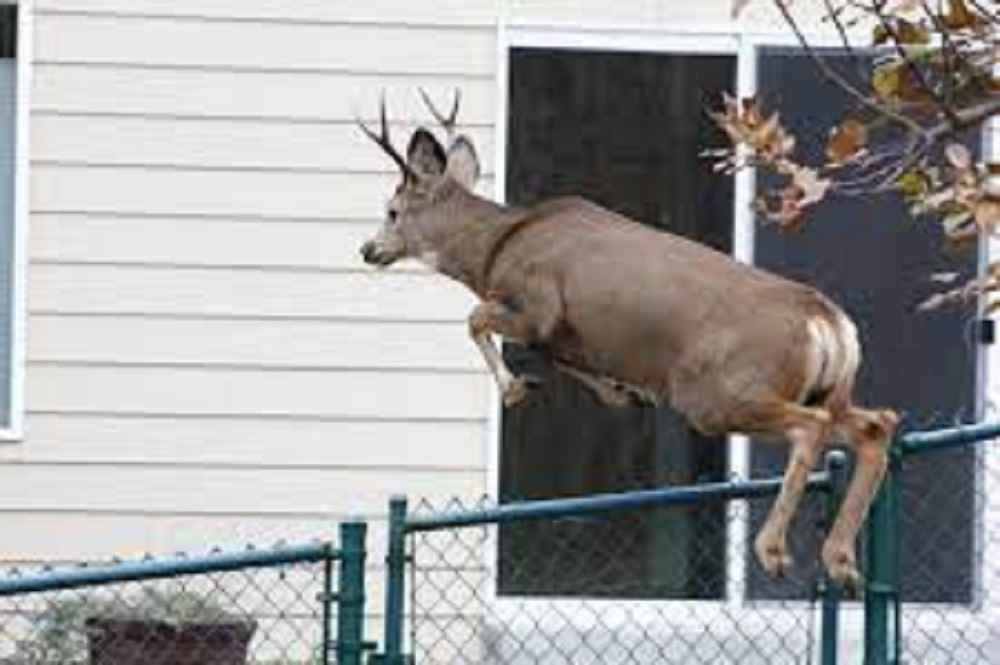 how high can elk jump