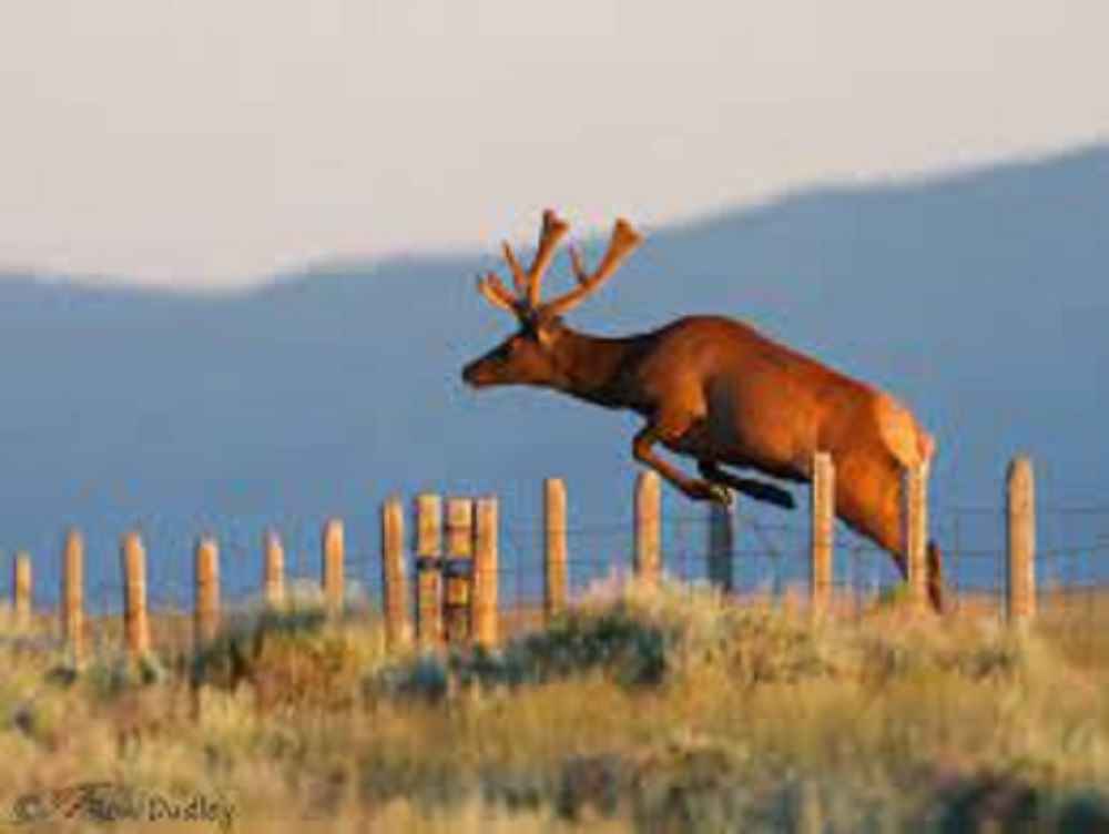 how high can elk jump