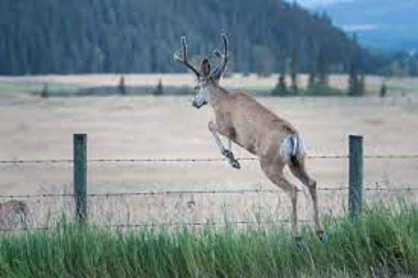 How high can an elk jump?