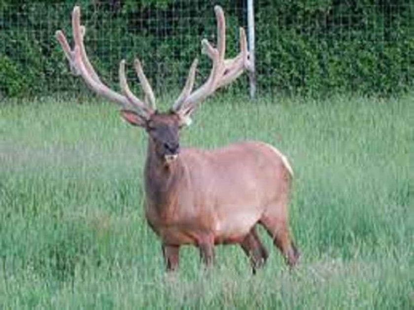 How long are elk pregnant?