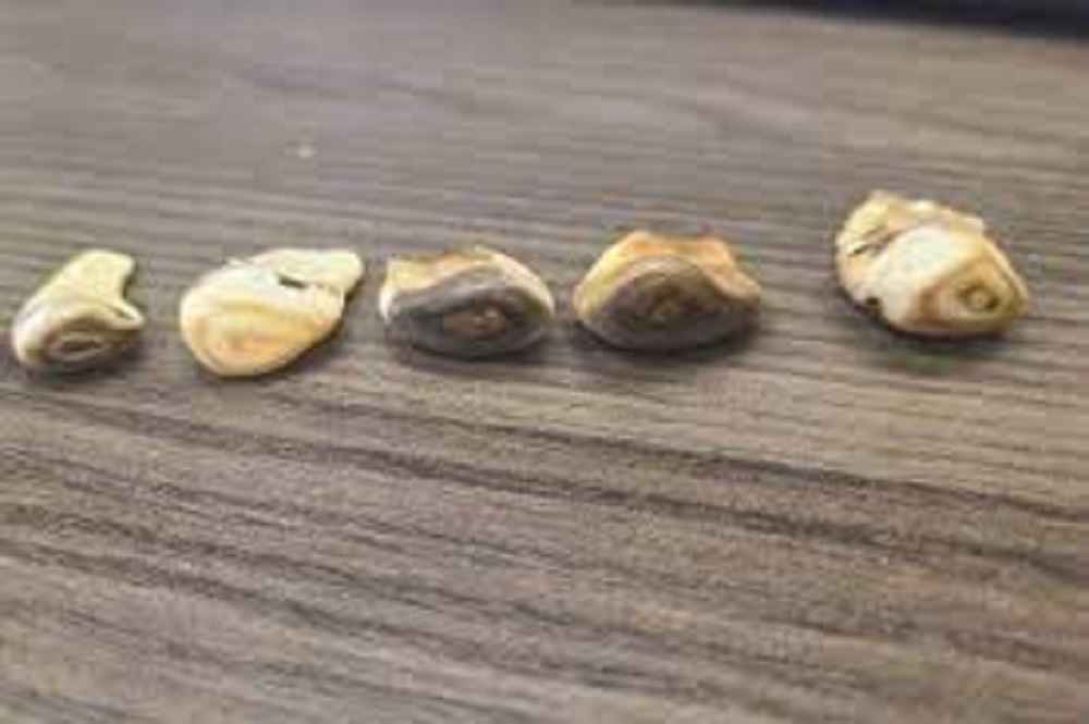 How to Clean Elk Ivories? • Support Wild