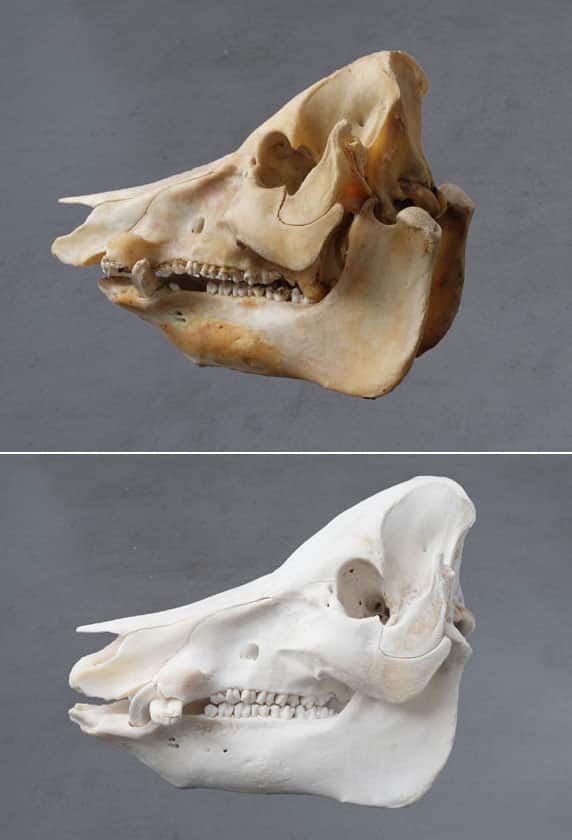 How to Whiten a Deer Skull with Baking Soda?
