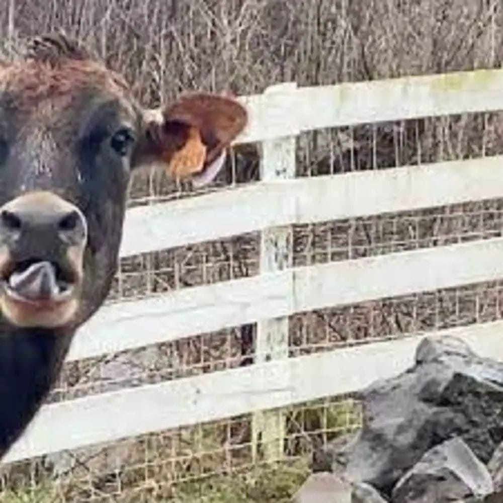 elk bledom airpods elk bledom airpods