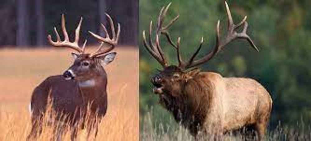 Is elk considered venison?