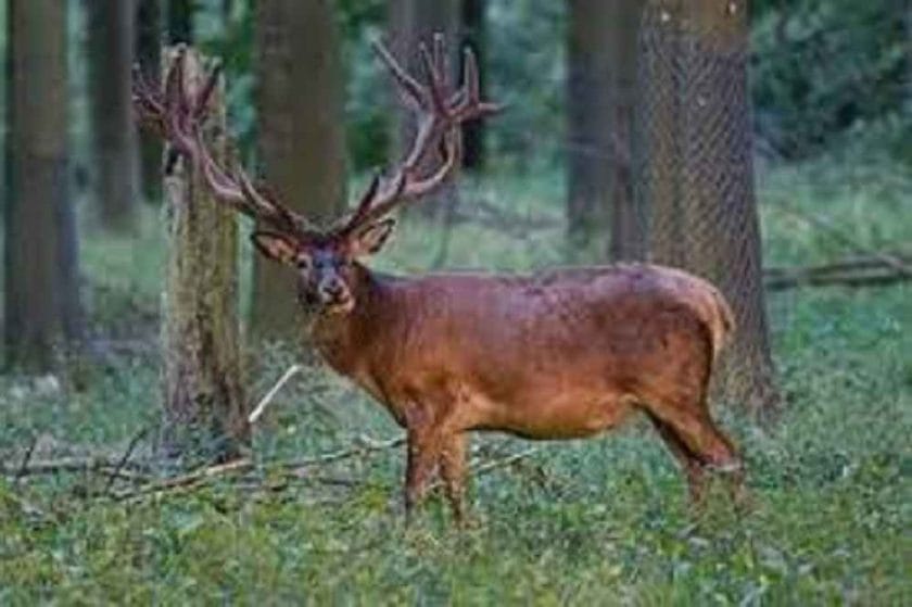 What Colors Can Elk See?