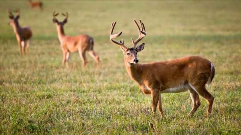 What Do Deer Symbolize in the Bible?