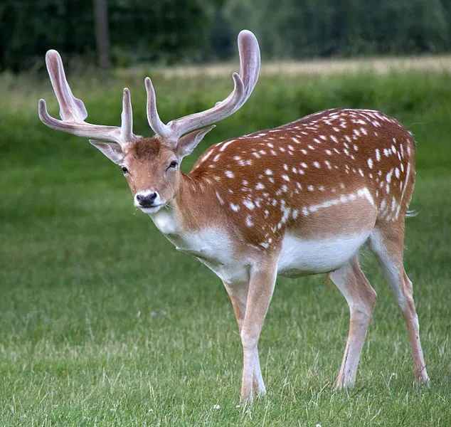 What Do Deer Symbolize in the Bible?