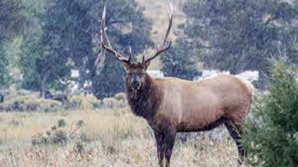 What Do Elk Do When it Rains?