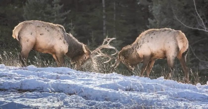 What Do Elk Eat in the Winter?