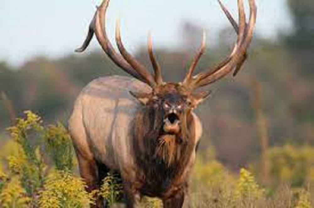 What Do Elk Smell Like?