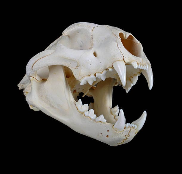 What Does a Lion Skull Look Like?
