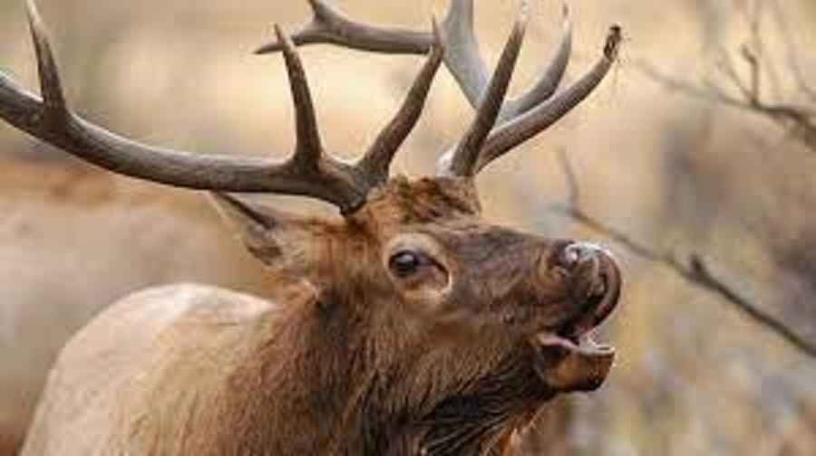 What Does an Elk Sound Like?