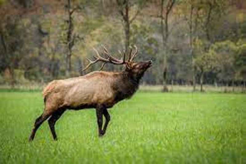 What Does an Elk Sound Like?
