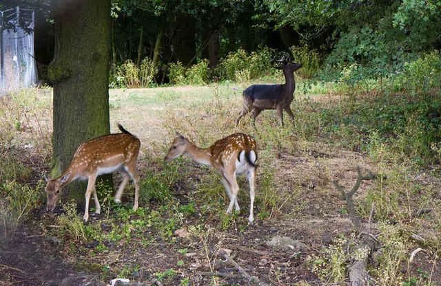 What is a Fallow Deer Worth? [Definitive Guide]