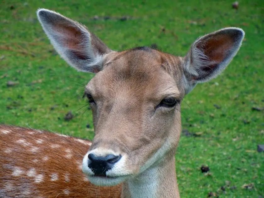 What is a Fallow Deer Worth? [Definitive Guide]