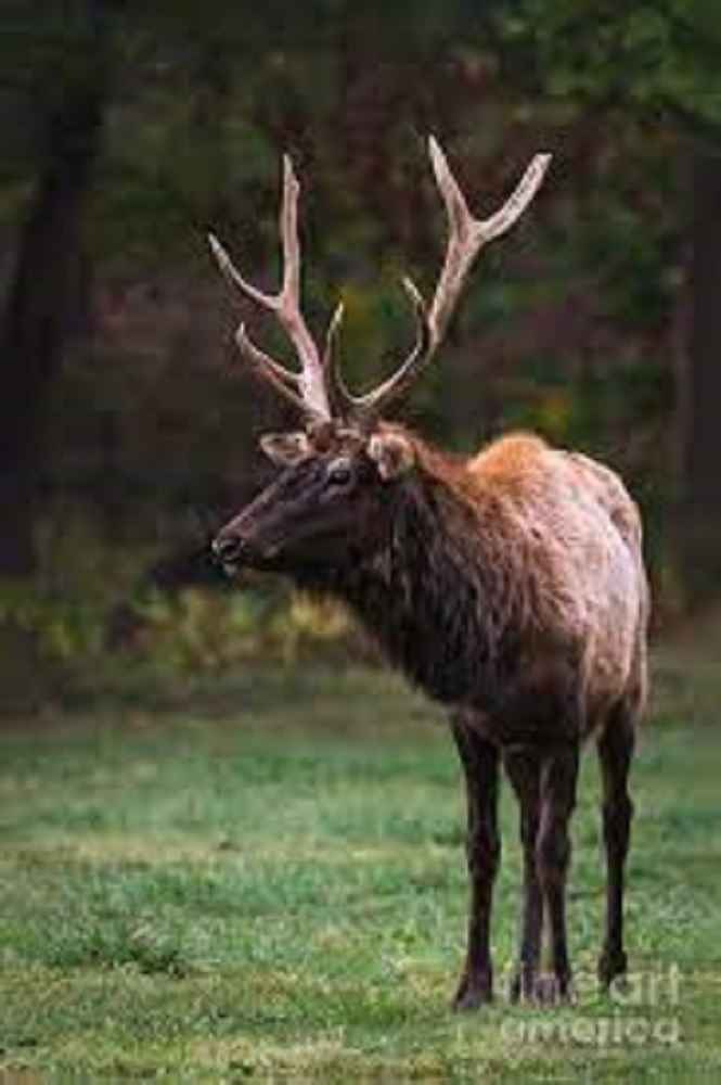 What is a Satellite Bull Elk? • Support Wild