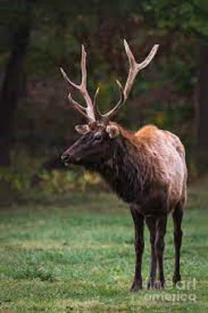What is a Satellite Bull Elk?