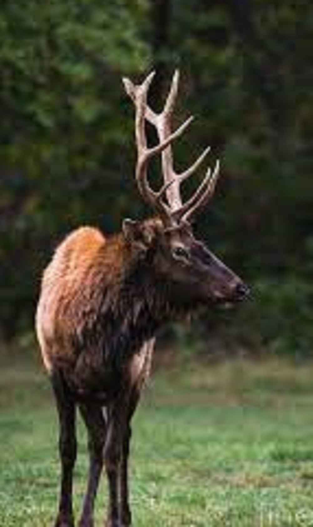 What is a Satellite Bull Elk?