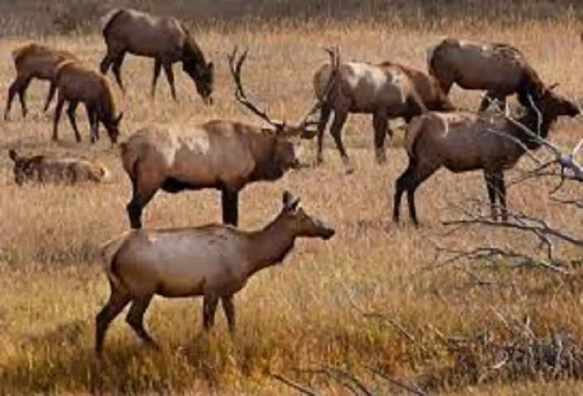 What is a group of elk called?