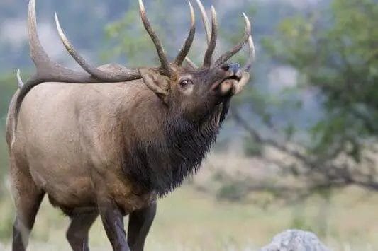 What is a royal elk?
