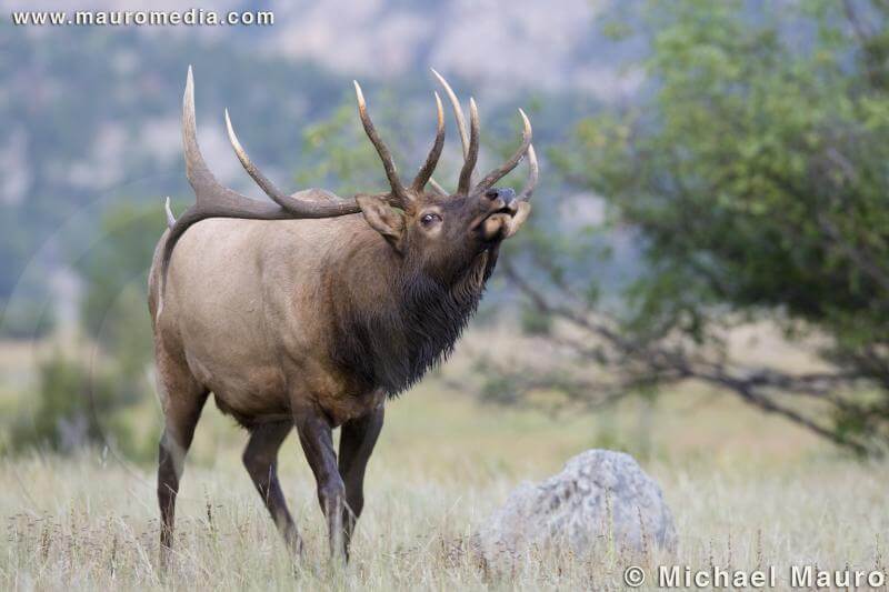 What is a royal elk?