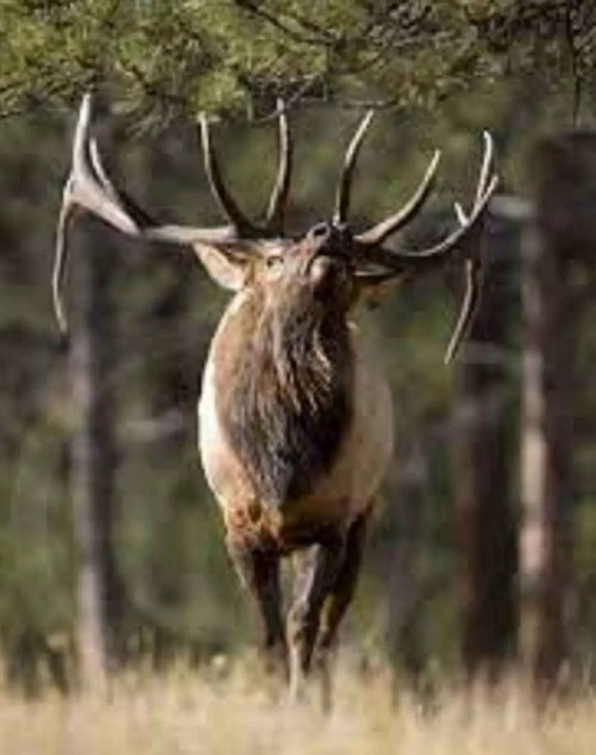 What is a royal elk?