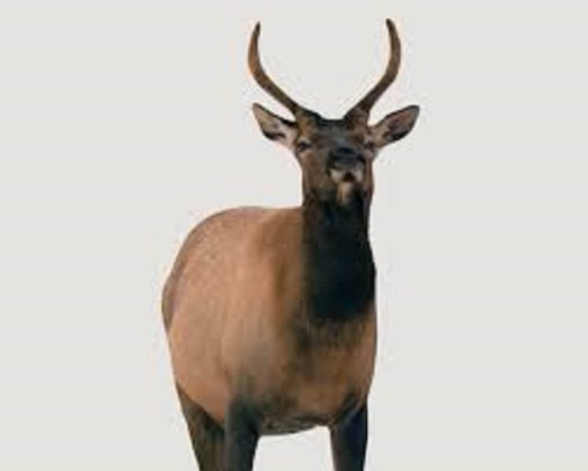 What is a spike elk?